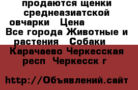 продаются щенки среднеазиатской овчарки › Цена ­ 30 000 - Все города Животные и растения » Собаки   . Карачаево-Черкесская респ.,Черкесск г.
